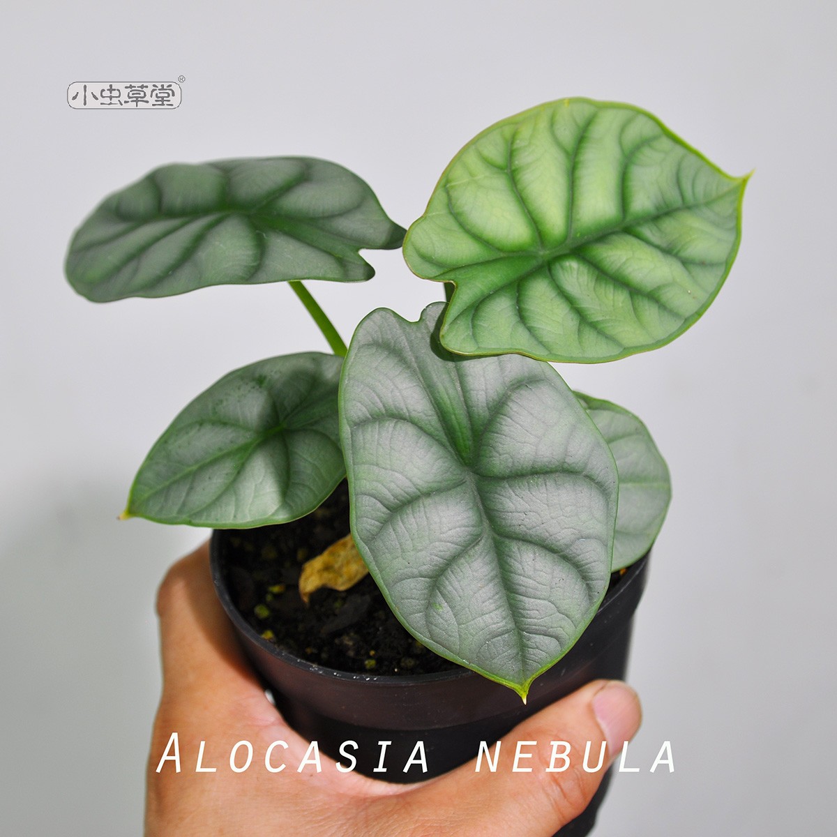 小虫草堂直播8食虫热带植物绿天鹅绒海芋萨利安秋海棠蔓绿绒花烛,淘宝优惠券,粉丝福利购,淘宝优惠卷