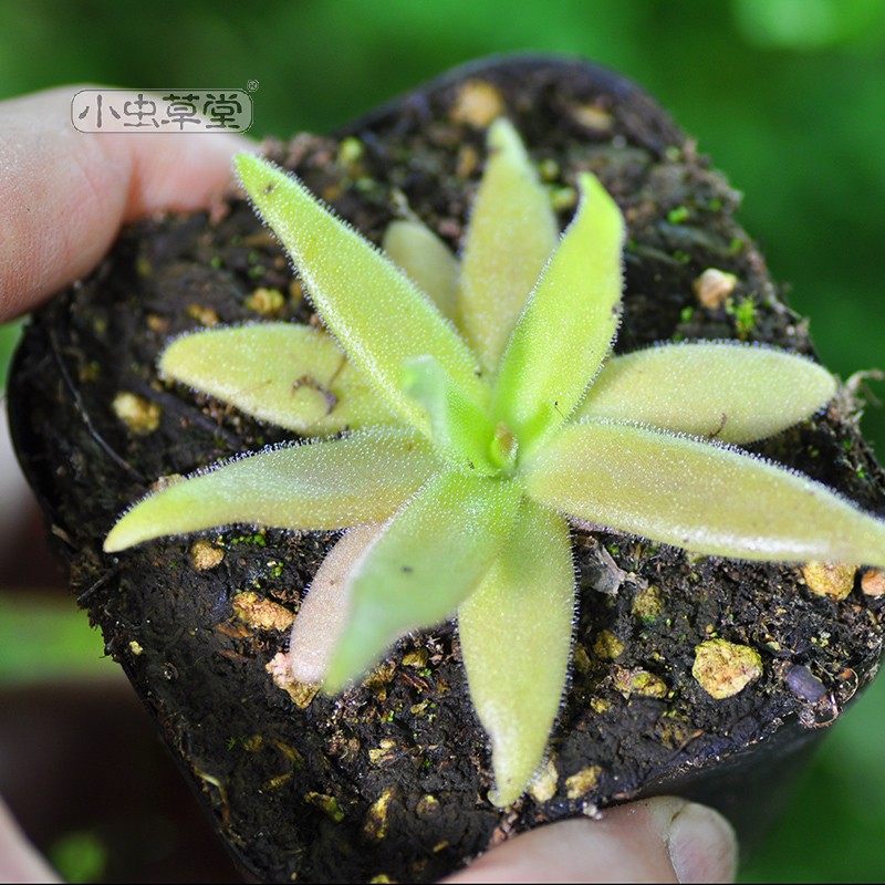 章鱼捕虫堇小虫草堂食虫植物捕蝇草食虫草食人花多肉稀有贵货盆栽,淘宝优惠券,粉丝福利购,淘宝优惠卷