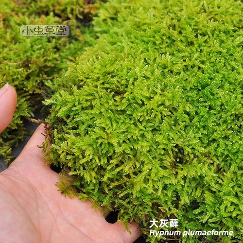 苔藓小虫草堂鲜绿青苔活水苔白发砂朵朵真曲尾羊绒蕨类植物微景观 - 图1