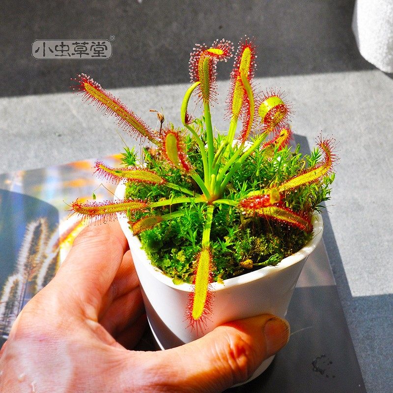 好望角茅膏菜宽叶小虫草堂食虫植物牙刷茅会卷大型成株食人花种子,淘宝优惠券,粉丝福利购,淘宝优惠卷