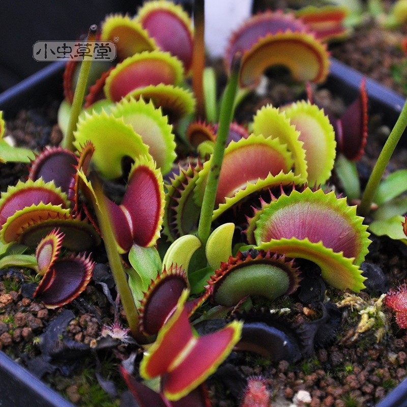 德库拉捕蝇草小虫草堂正版食虫植物直播15盆栽大嘴捕苍草古怪草,淘宝优惠券,粉丝福利购,淘宝优惠卷