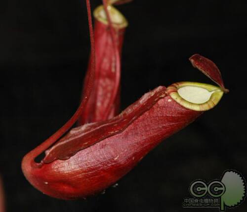 野猪深红Nepenthes mirabilis奇异猪笼草小虫草堂食虫植物盆栽 - 图0