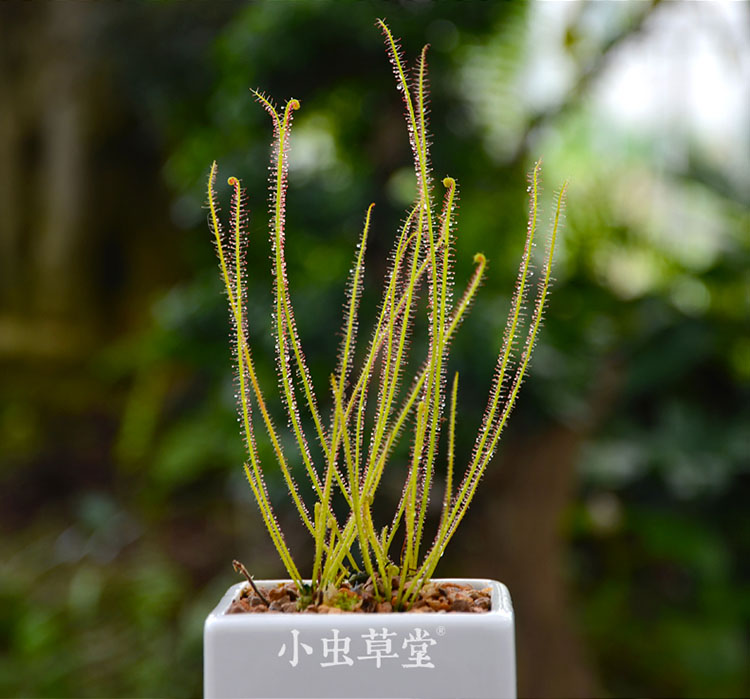 丝叶茅膏菜-红色腺毛-小虫草堂食虫植物盆栽花观叶食虫草食人花-图0