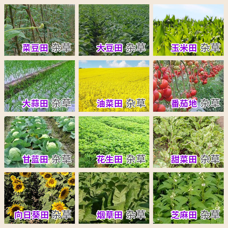 先正达金都尔精异丙甲草胺油菜玉米棉花大豆除草苗前封闭草除草剂 - 图0