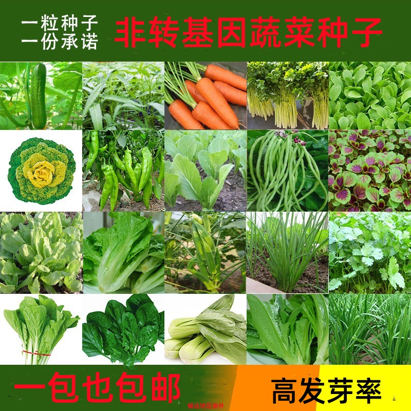 农家自留种非转基因常规品种可留种阳台蔬菜种四季播种蔬菜套餐 - 图2