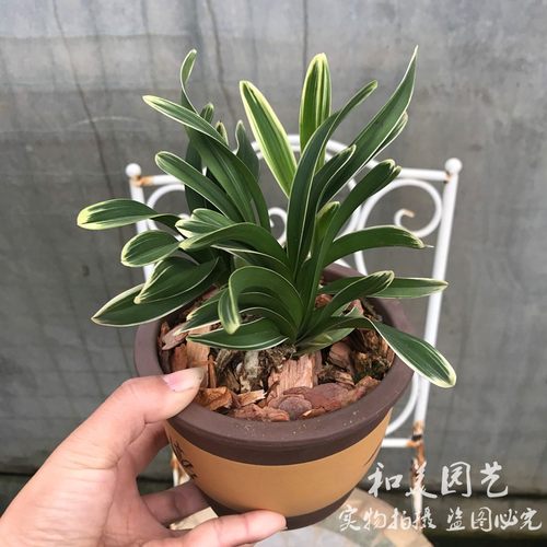 精品兰花小凤凰 神童冠  千金兰矮种桌面金边凤凰兰金边鹤兰花 - 图1