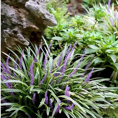 金边麦冬兰大花六道木 红花继木 大叶吴风草 多年生地被植物 - 图0