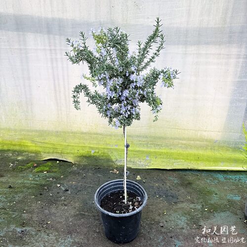 迷迭香盆栽 可食用香草基地直发  匍匐迷迭香 耐寒易养香草 包邮 - 图3