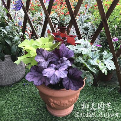 矾根盆栽耐寒彩叶草花园调色板多年生可露天过冬包邮 虎窝淘