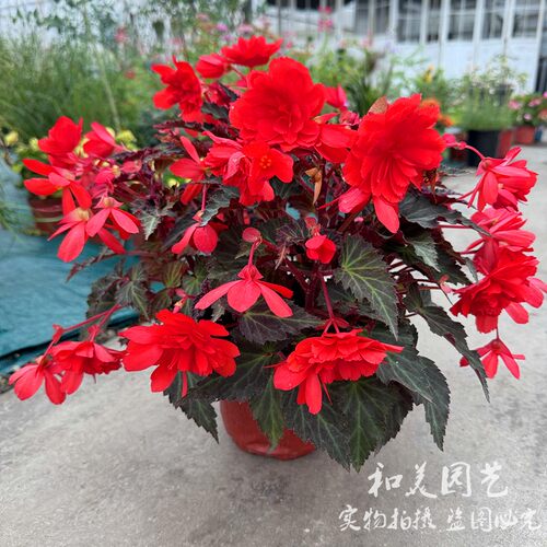 垂吊球根海棠 四季海棠盆栽 比格海棠 庭院阳台花卉花期较长 - 图0