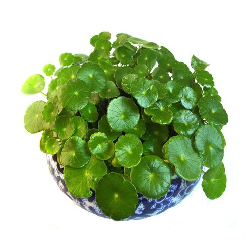 铜钱草盆栽 草 水培植物 四季常绿 大苗整盆带土带叶发货包邮 - 图3