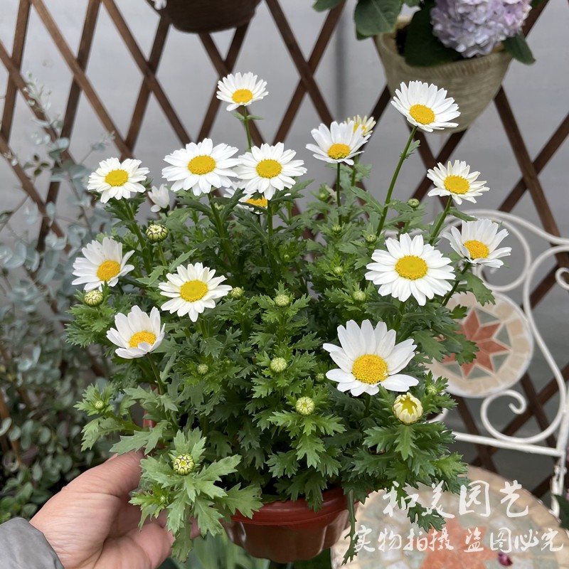 耐寒白晶菊 宝石洋甘菊 黄晶菊 清新小雏菊 白金菊矮生宿根大滨菊 - 图2