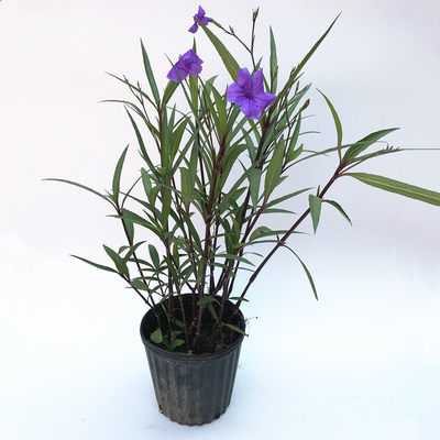翠卢莉粉花翠芦莉盆栽蓝花草墨西哥矮牵牛多年生宿根耐热花期长 虎窝淘