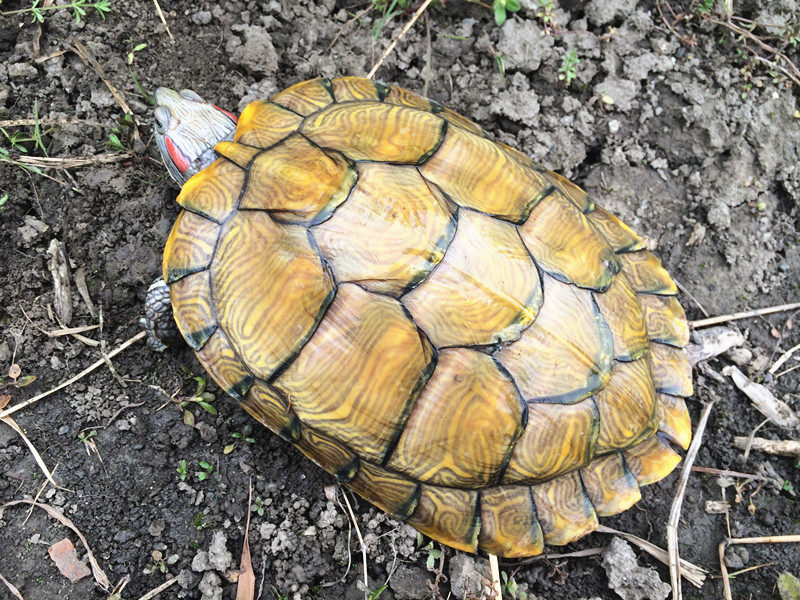 巴西红耳龟外塘龟宠物龟招财小乌龟活物活体观赏龟公母情侣深水龟,淘宝优惠券,粉丝福利购,淘宝优惠卷