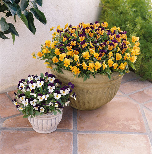 角堇花苗 3棵起拍果汁冰糕耐寒花卉庭院花坛窗台吊篮盆栽花卉秋冬 - 图1