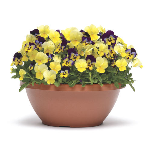 角堇花苗 3棵起拍果汁冰糕耐寒花卉庭院花坛窗台吊篮盆栽花卉秋冬 - 图3