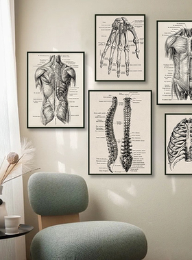 Human Anatomy Artwork Medical Picture Muscle Skeleton Poster