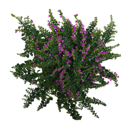 满天星花苗庭院植物阳台花卉四季花卉大叶满天星盆栽花卉 - 图3
