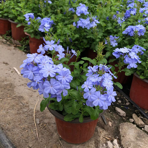 蓝雪花盆栽花卉攀爬藤本植物庭院花园阳台绿植四季花卉棒棒糖花苗 - 图0