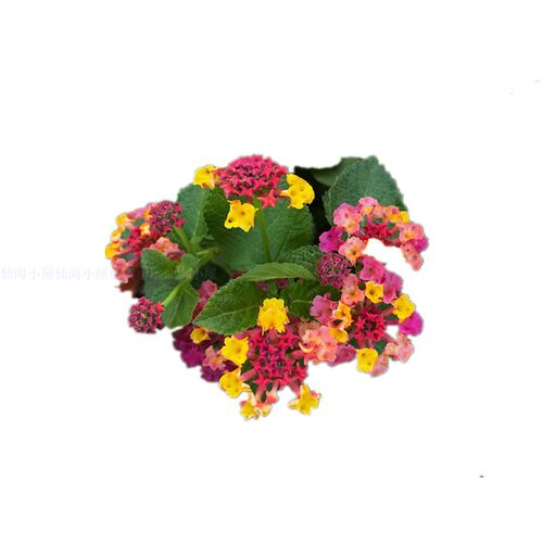 五色梅盆栽耐热耐晒阳台庭院花园植物五色梅棒棒糖四季花卉马樱丹 - 图3