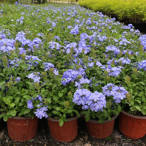 蓝雪花盆栽花卉攀爬藤本植物庭院花园阳台绿植四季花卉棒棒糖花苗 - 图1