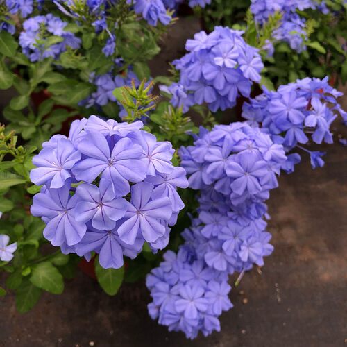 蓝雪花盆栽花卉攀爬藤本植物庭院花园阳台绿植四季花卉棒棒糖花苗 - 图2