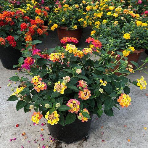 五色梅盆栽耐热耐晒阳台庭院花园植物五色梅棒棒糖四季花卉马樱丹 - 图0