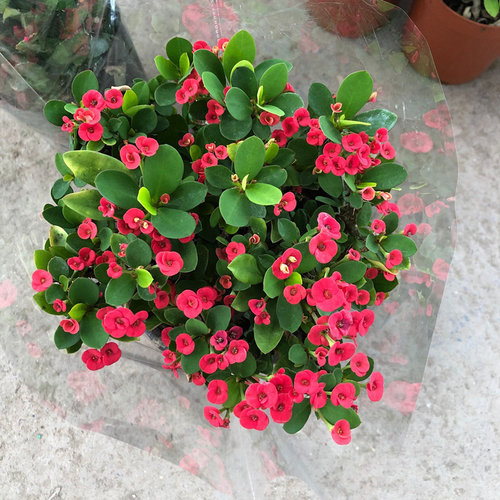 虎刺梅盆栽老桩花苗带花阳台庭院绿植花卉四季铁海棠大盆好养易活 - 图1