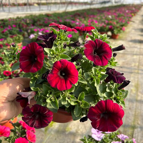 超级舞春牵牛花盆栽带花发货阳台庭院耐热花期长易爆花 - 图0