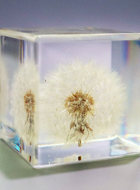 真实动物标本独特昆虫摆件幼儿园观察动物微景观透明树脂方形