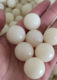 Purely natural white bodhi root large round beads carefully selected