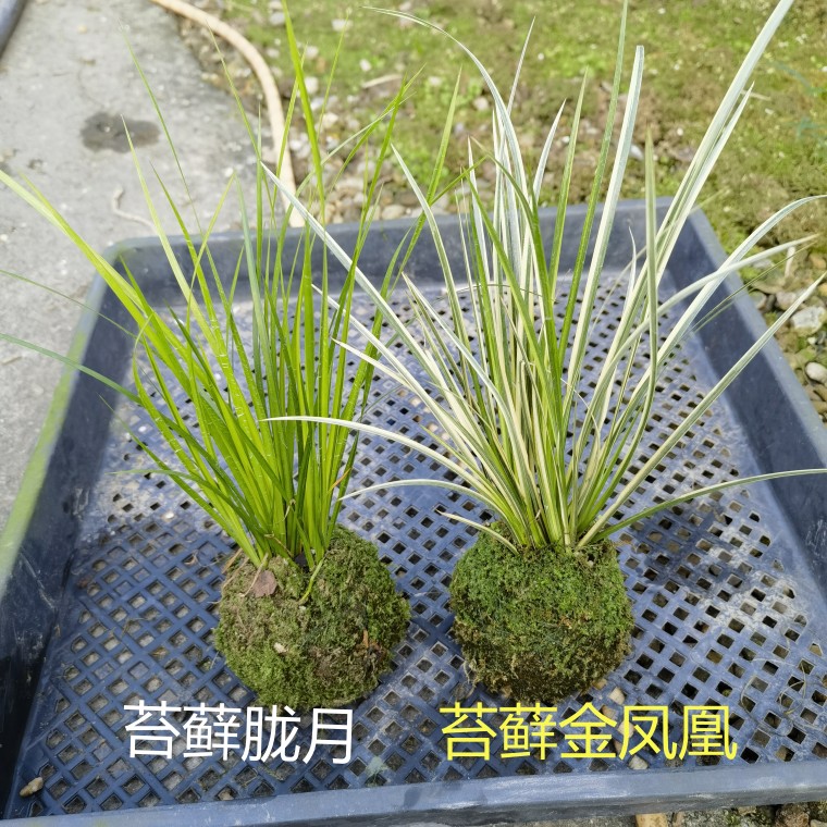 鱼缸造景水培菖蒲草好养绿植金钱黄金姬贵船苔室内小盆栽微型盆景 - 图0