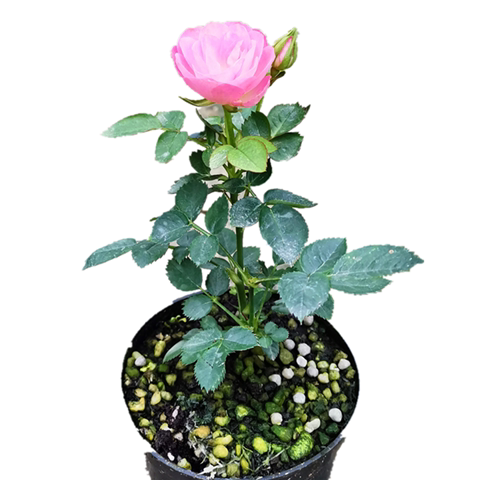 姬月季玫瑰超迷你微型植物桌面盆栽室内阳台绿植花卉盆景四季开花 - 图3