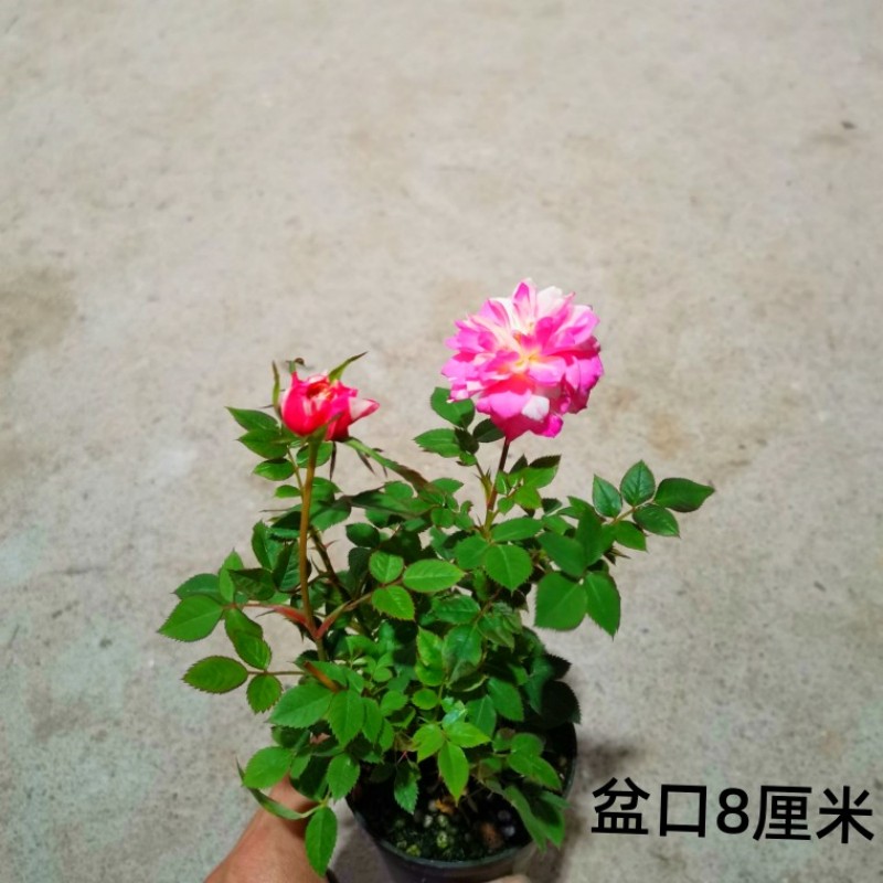 姬月季四季开花姬乙女迷你超微月季盆栽阳台桌面小玫瑰绿植带花苞-图1