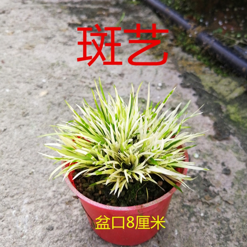 金钱菖蒲草微型植物小盆栽贵船苔黄金极姬蝉小川龙根附石好养清仓 - 图2