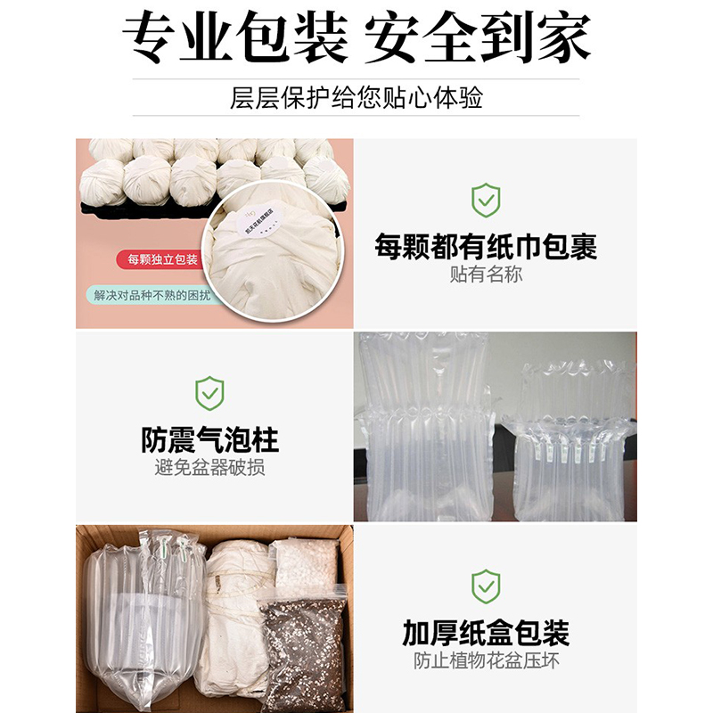 多肉植物花盆套装组合盆栽绿植花卉室内肉肉玫瑰包邮特价清仓含盆-图3