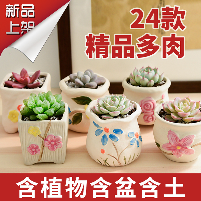 多肉植物组合盆栽肉肉植超萌多肉室内花卉多肉花盆包邮特价清仓鲜花速递 花卉仿真 绿植园艺 顺德人人网 多肉植物组合盆栽肉肉植超萌多肉室内花卉多肉花盆包邮特价清仓鲜花速递 花卉仿真 绿植园艺 顺德人人网