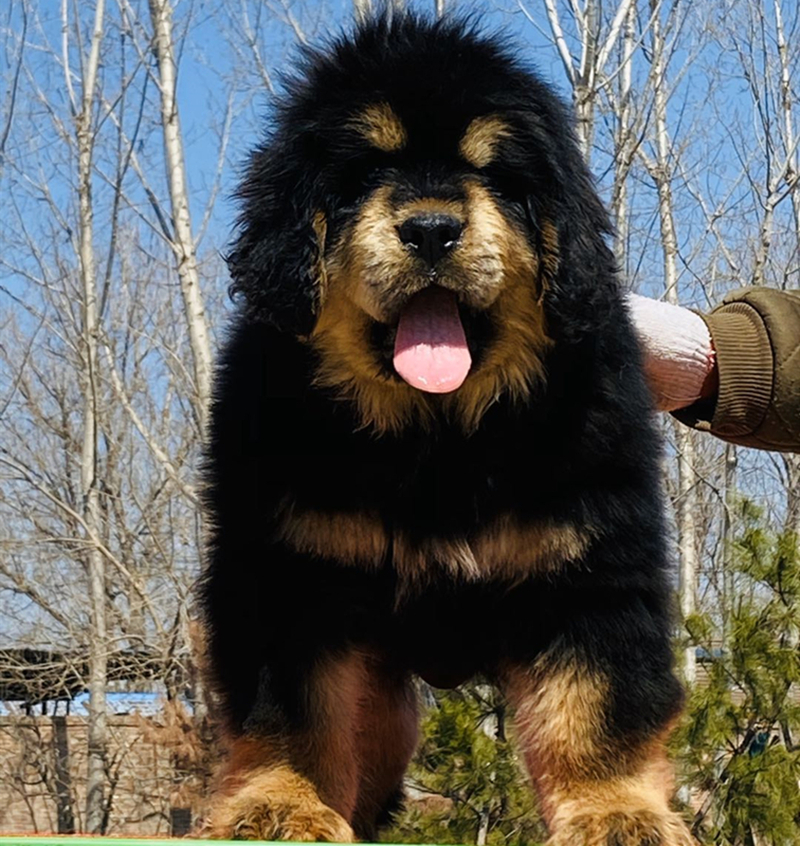 藏獒幼犬出售纯种巨型大狮头虎头獒骨架毛量粗厚铁包金色藏獒幼犬 - 图3