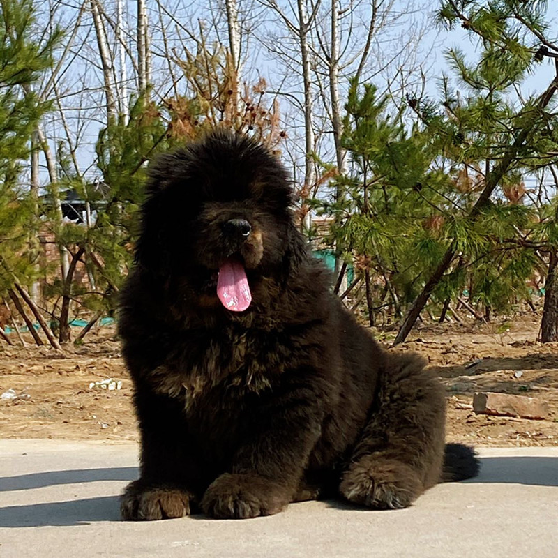 藏獒幼犬出售纯种巨型大狮头虎头獒骨架毛量粗厚铁包金色藏獒幼犬 - 图2