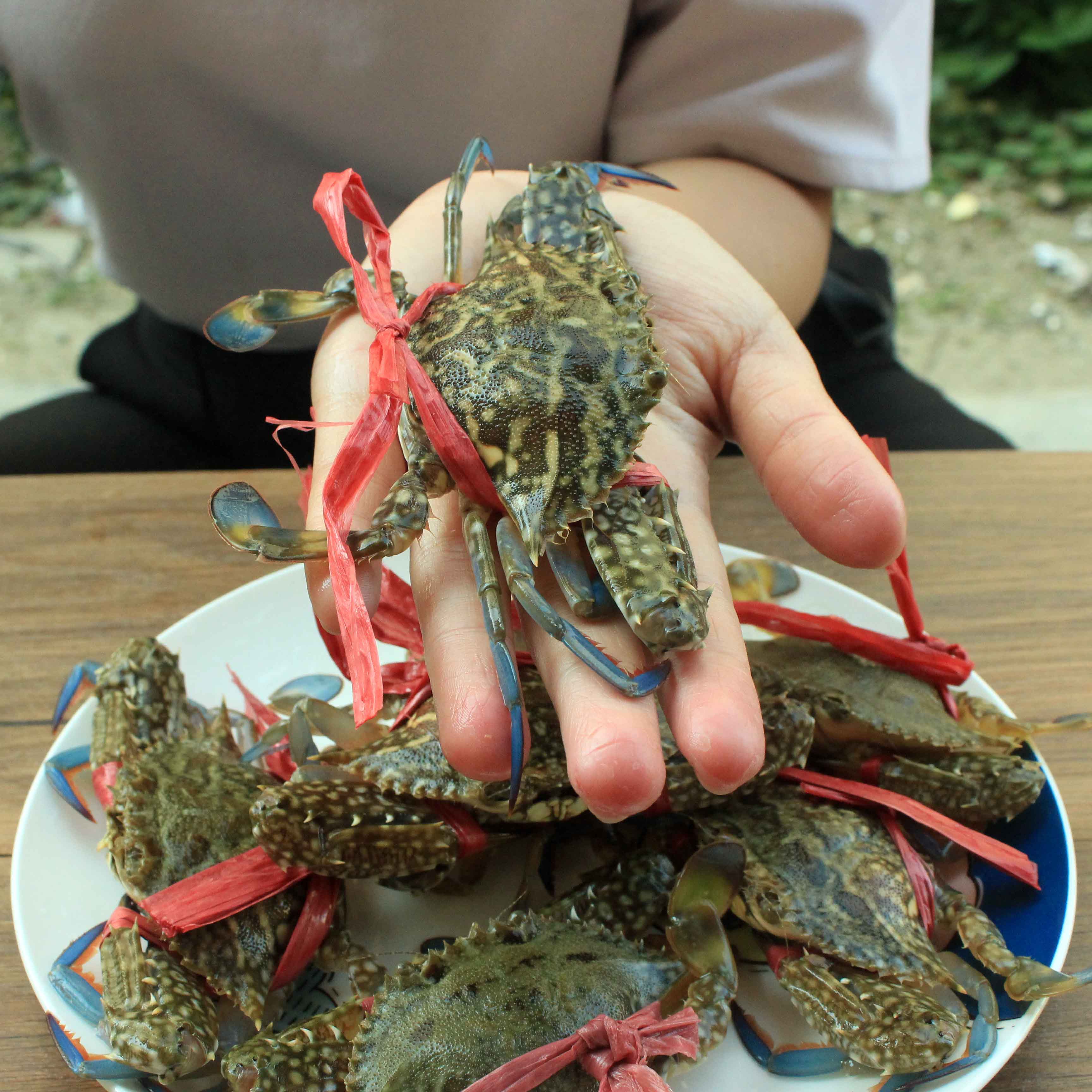Fresh sea-caught flower chilled swimming crab, stone crab/flower crab/sea crab, flower crab large fresh type chilled 500g