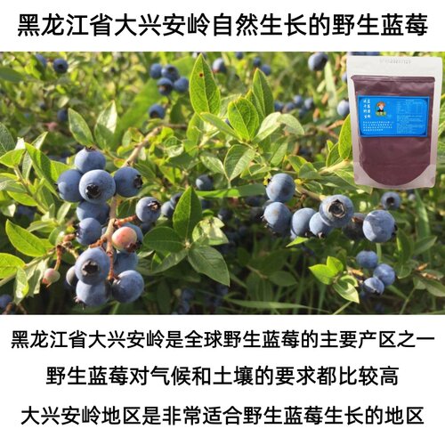 高品质安疗野生蓝莓果粉冻干粉无添加剂大兴安岭原味冲果昔烘焙真 - 图2
