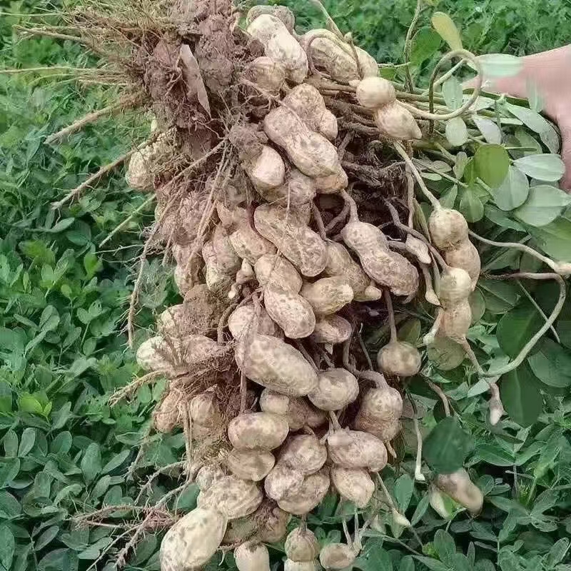 河源忠信水煮咸干花生2斤咸松红泥落花生带壳不上火客家特产零食 - 图2