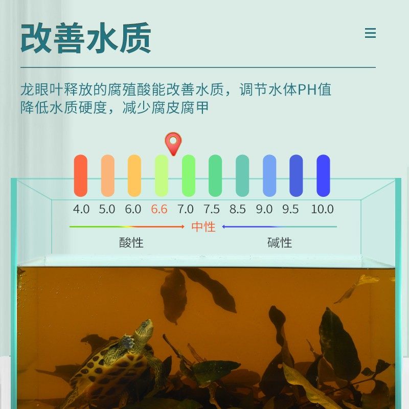 yee乌龟鱼缸养龟龙眼叶懒人叶降酸斗鱼缸ph值调节龟缸躲避免煮,淘宝优惠券,粉丝福利购,淘宝优惠卷