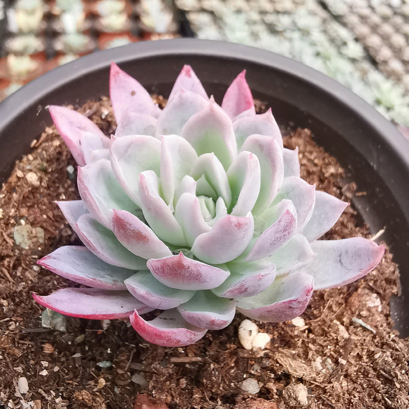 单头多肉趣味植物小拼盘紫罗兰女王阳台窗台肉肉植物景天多肉老桩