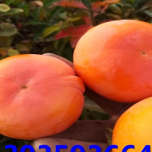 柿子树苗嫁接的阳丰甜柿子苗南方北方种植庭院盆栽地栽果树苗包活 - 图0