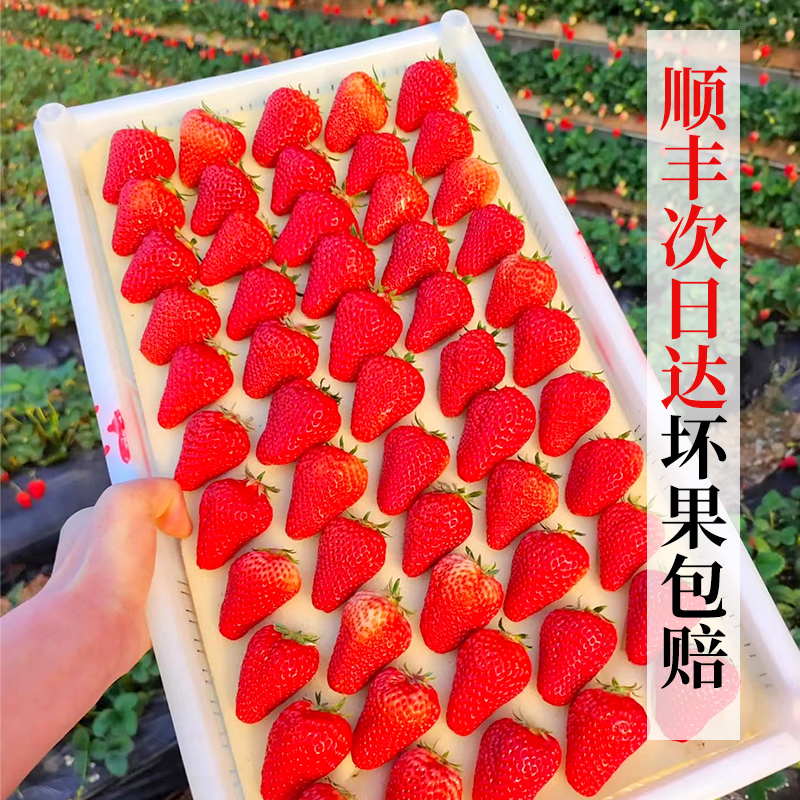 丹东99大红颜草莓3斤孕妇牛奶草梅礼盒新鲜当季水果草莓整箱包邮