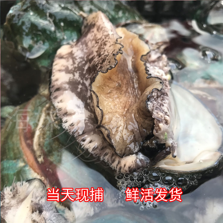 海鲜水产鲜活鲍鱼新鲜大鲍鱼深海活鲍鱼一斤9到11只顺丰包邮-图0