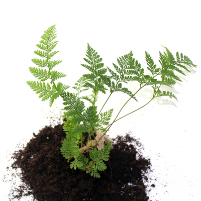 苔藓微景观生态瓶背景小植物 迷你蕨类 狼尾蕨 绿地珊瑚蕨 银线蕨 - 图0