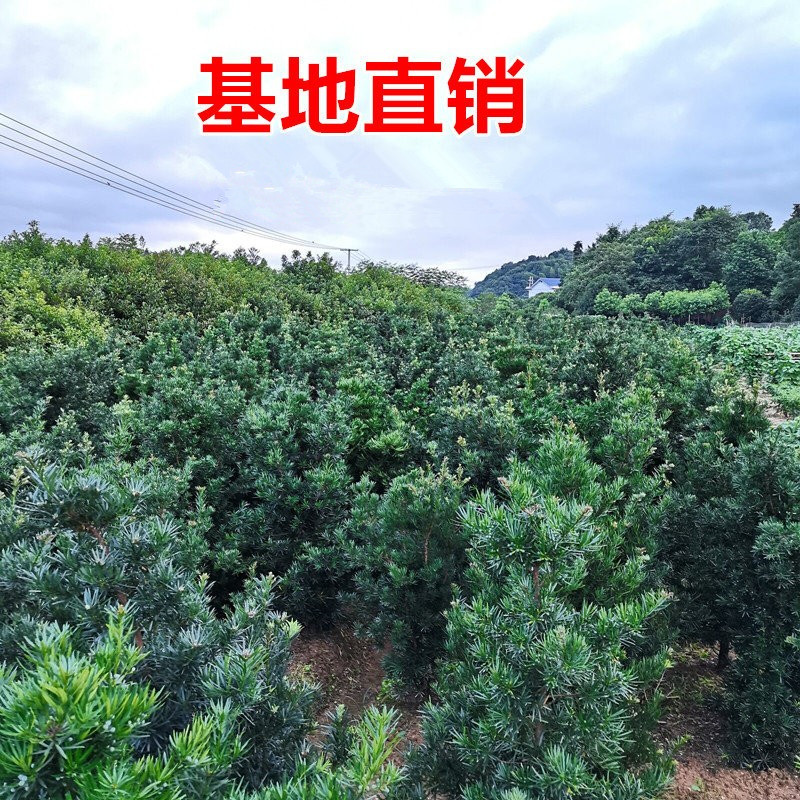 罗汉松树苗大树基地直销庭院别墅阳台地栽盆栽雀舌常青造型景观树-图2