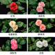 Simulated rose rattan fake flower rattan ceiling decoration